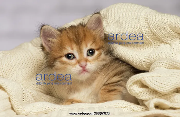 : Cat Siberian kitten
