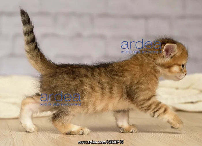  : Cat Siberian kitten