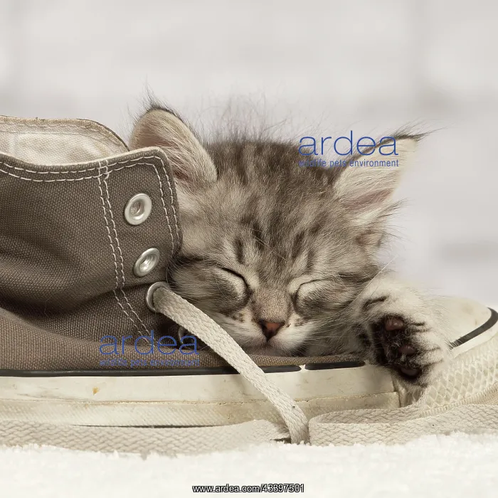 : Cat - Siberian kitten - : Cat - Siberian kitten -
