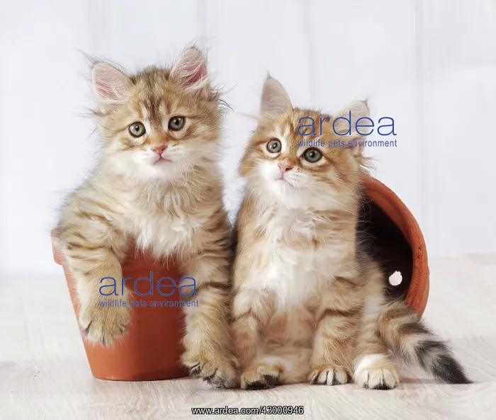 : Cat - Siberian kitten 6 weeks old : Cat - Siberian kitten 6 weeks old