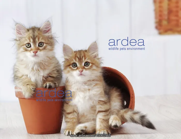 : Cat - Siberian kitten 6 weeks old : Cat - Siberian kitten 6 weeks old