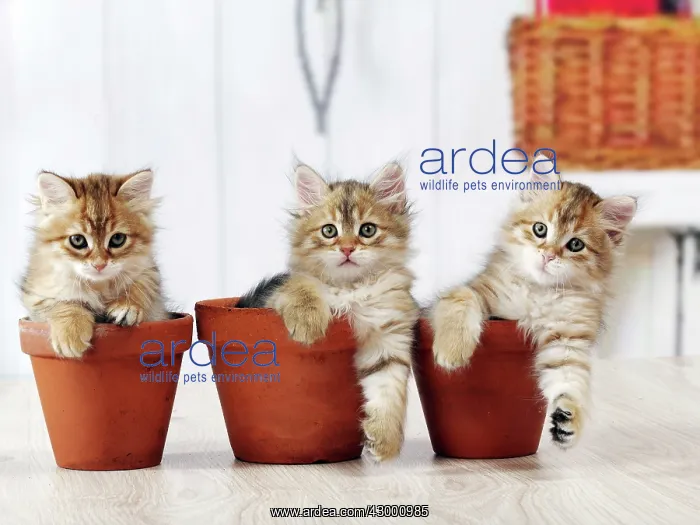 : Cat - Siberian kitten 6 weeks old : Cat - Siberian kitten 6 weeks old
