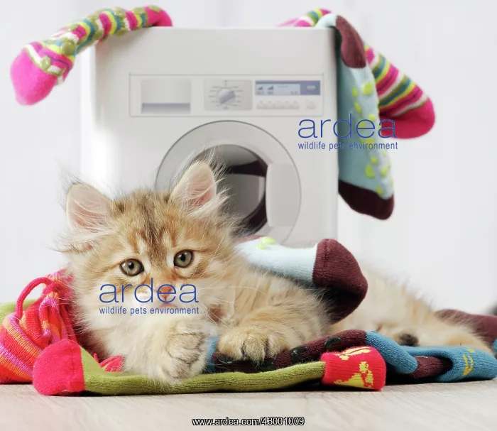 : Cat - Siberian kitten 6 weeks old : Cat - Siberian kitten 6 weeks old