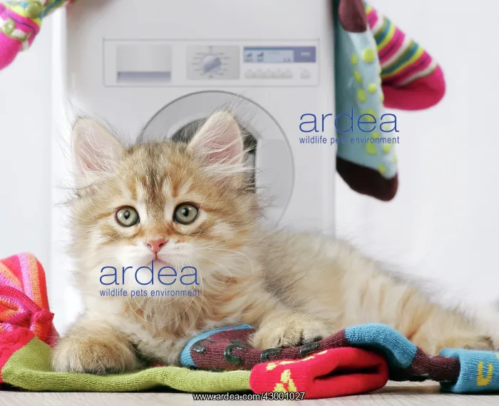 : Cat - Siberian kitten 6 weeks old : Cat - Siberian kitten 6 weeks old