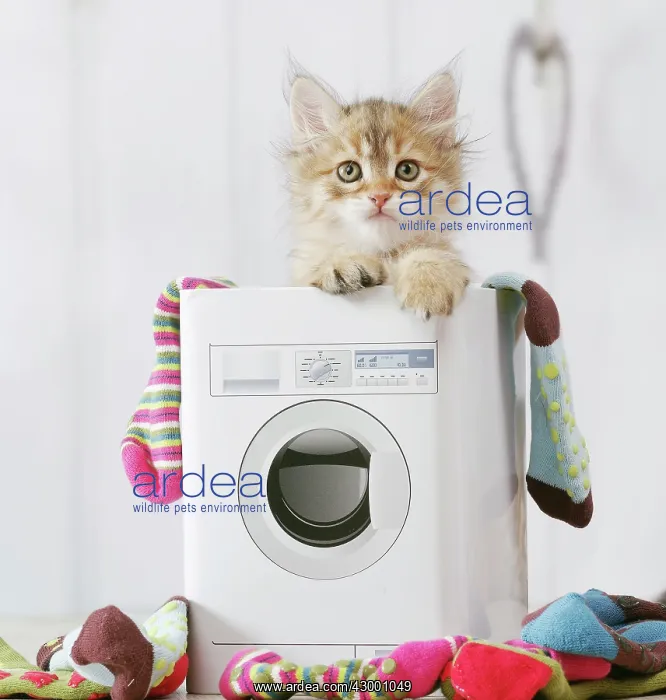 : Cat - Siberian kitten 6 weeks old : Cat - Siberian kitten 6 weeks old