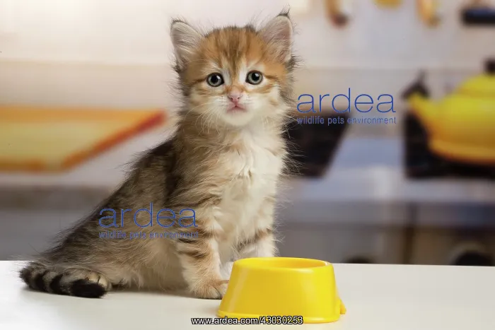  : Cat Siberian kitten. with bowl
