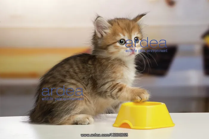  : Cat Siberian kitten. with bowl