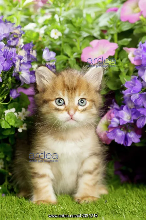  : Cat Siberian kitten. with Campanula flowers