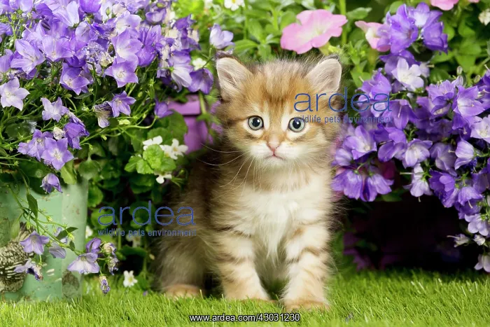 : Cat Siberian kitten. with Campanula flowers : Cat Siberian kitten. with Campanula flowers