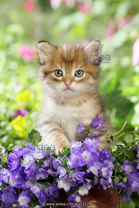 : Cat Siberian kitten. with Campanula flowers : Cat Siberian kitten. with Campanula flowers