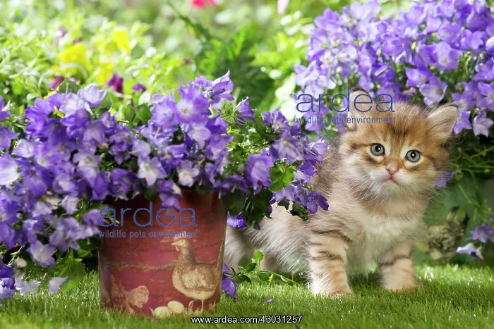 : Cat Siberian kitten. with Campanula flowers : Cat Siberian kitten. with Campanula flowers
