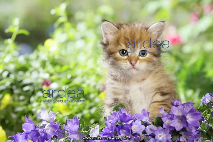 : Cat Siberian kitten. with Campanula flowers : Cat Siberian kitten. with Campanula flowers