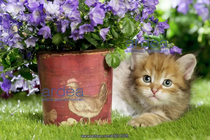 : Cat Siberian kitten. with Campanula flowers : Cat Siberian kitten. with Campanula flowers