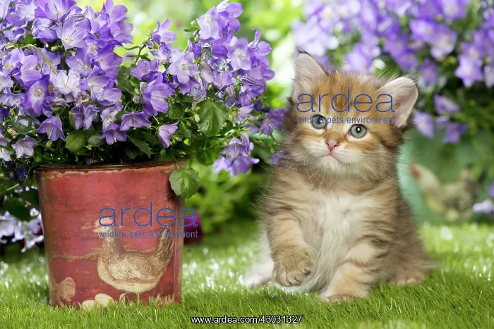 : Cat Siberian kitten. with Campanula flowers : Cat Siberian kitten. with Campanula flowers