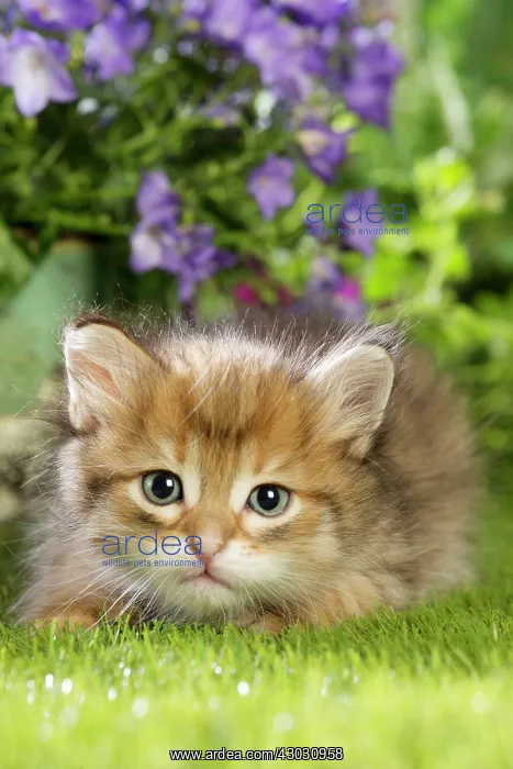  : Cat Siberian kitten. with flowers