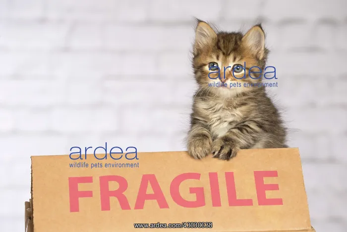  : Cat Siberian kitten. fragile sign