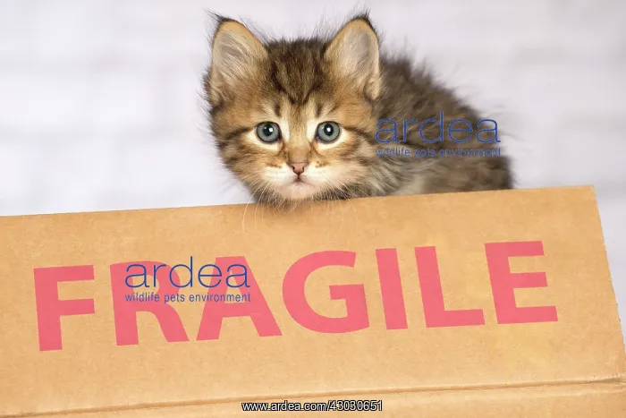  : Cat Siberian kitten. fragile sign