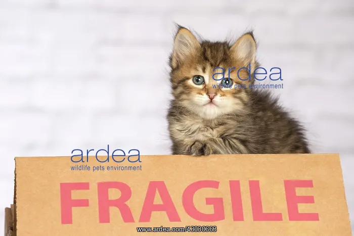  : Cat Siberian kitten. fragile sign
