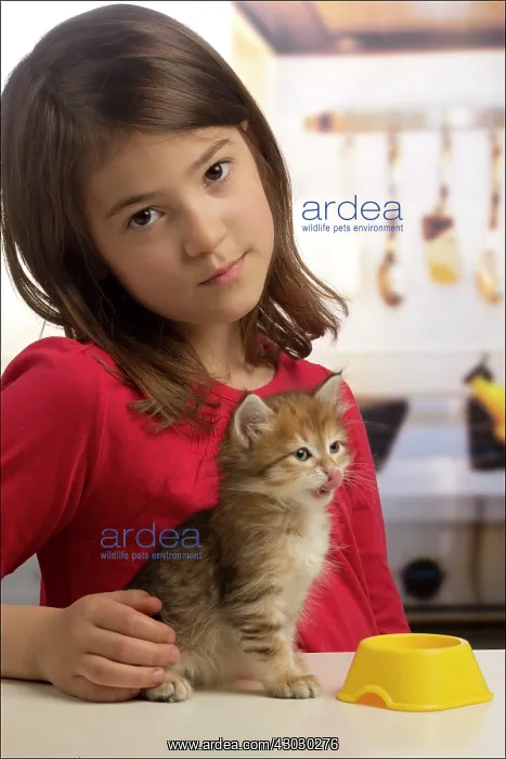  : Cat Siberian kitten and girl