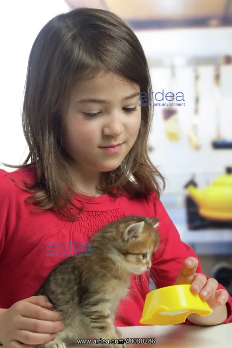  : Cat Siberian kitten and girl
