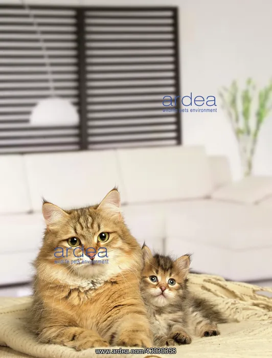  : Cat Siberian kitten and mother