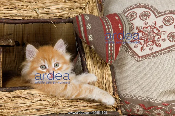  : Cat - Siberian Kitten - in old picture frame
