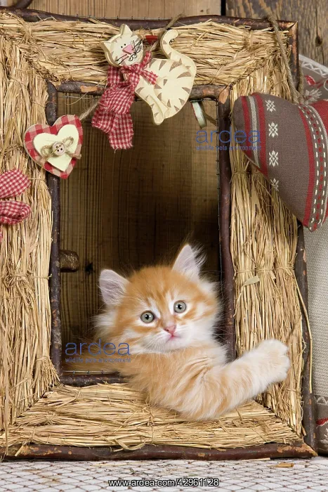  : Cat - Siberian Kitten - in old picture frame