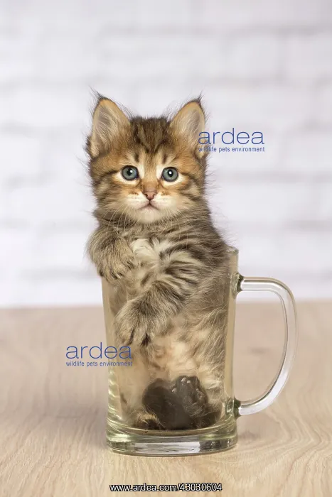  : Cat Siberian kitten in pint glass