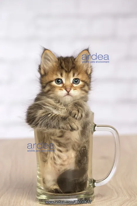  : Cat Siberian kitten in pint glass