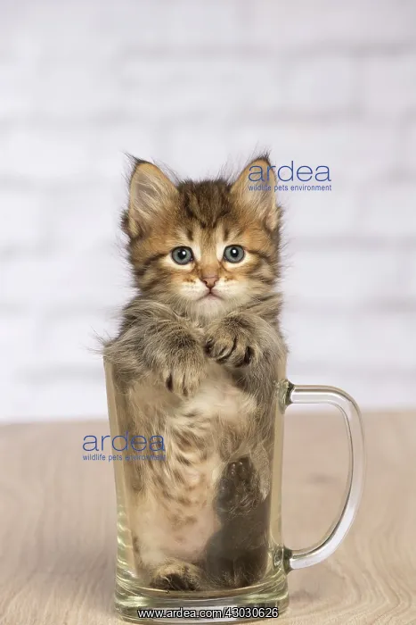  : Cat Siberian kitten in pint glass