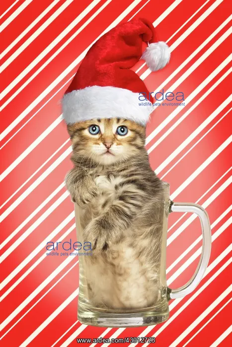 : Cat Siberian kitten in pint glass wearing Christmas : Cat Siberian kitten in pint glass wearing Christmas