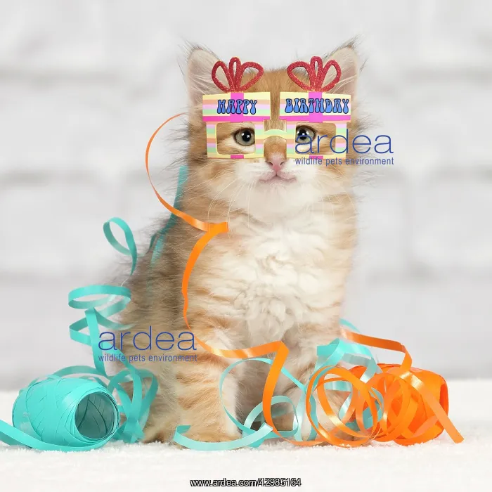 : Cat - Siberian kitten - playing with decoration : Cat - Siberian kitten - playing with decoration