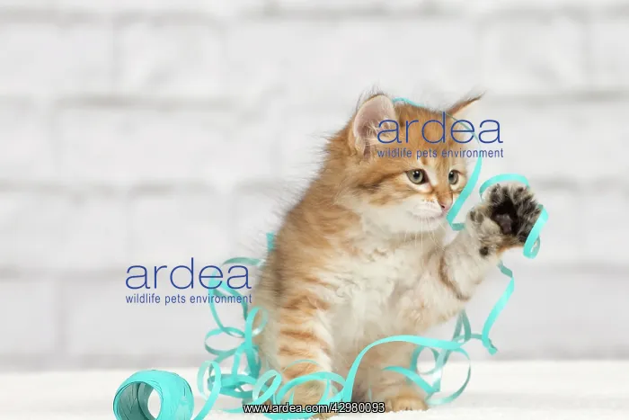 : Cat - Siberian kitten - playing with decoration tape : Cat - Siberian kitten - playing with decoration tape