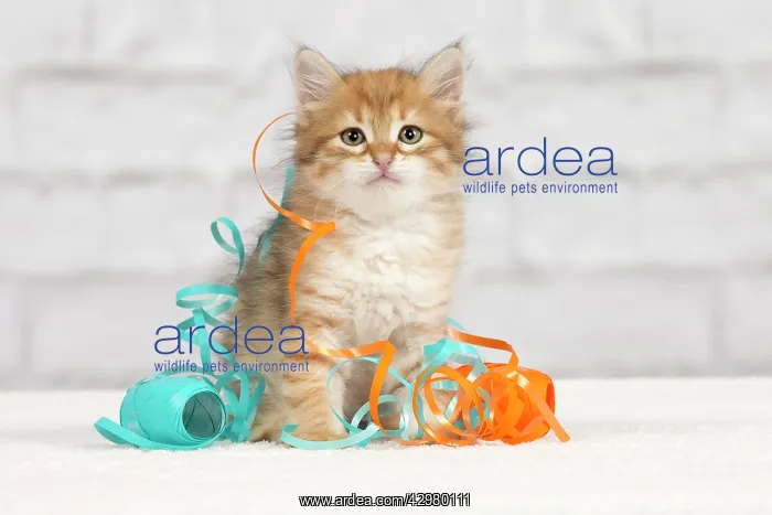 : Cat - Siberian kitten - playing with decoration tape : Cat - Siberian kitten - playing with decoration tape