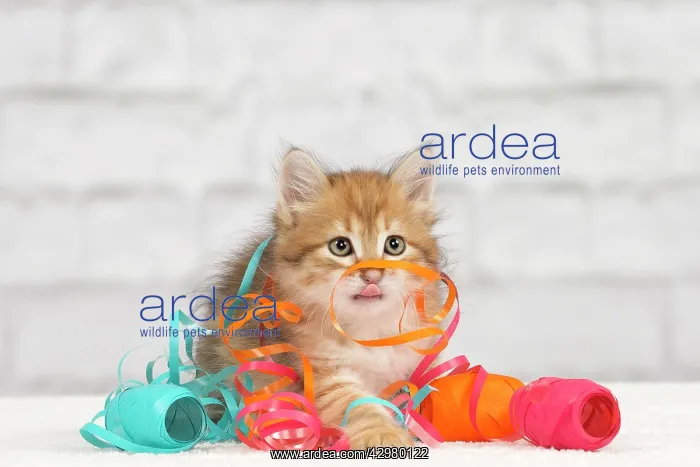 : Cat - Siberian kitten - playing with decoration tape : Cat - Siberian kitten - playing with decoration tape