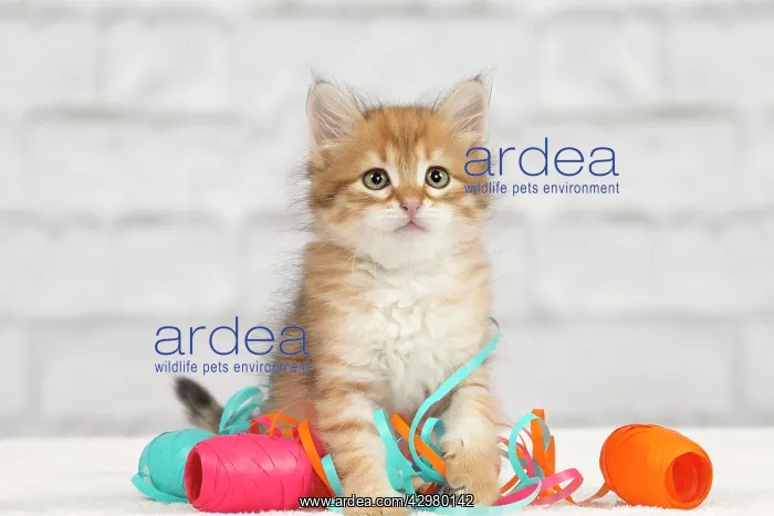 : Cat - Siberian kitten - playing with decoration tape : Cat - Siberian kitten - playing with decoration tape