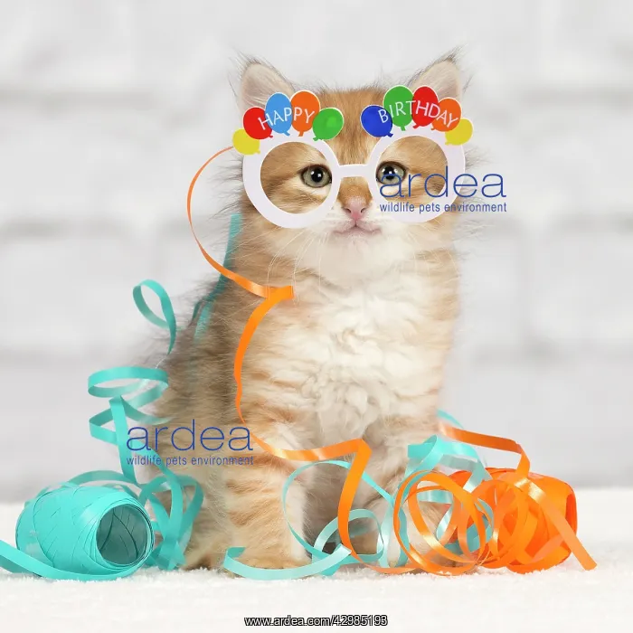 : Cat - Siberian kitten - playing with decoration tape : Cat - Siberian kitten - playing with decoration tape