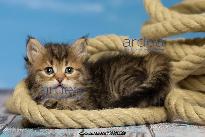  : Cat Siberian kitten with rope