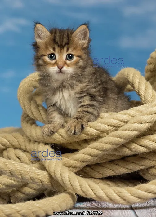  : Cat Siberian kitten with rope
