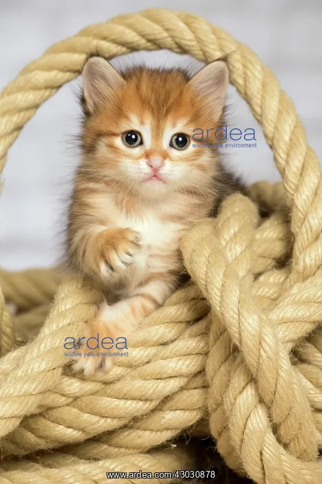  : Cat Siberian kitten with rope