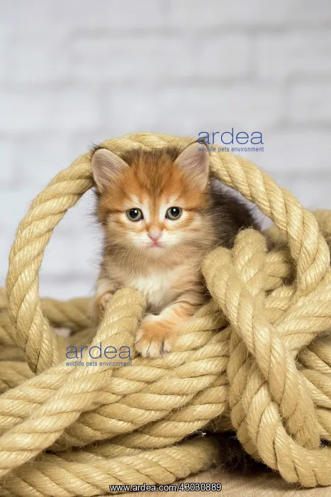  : Cat Siberian kitten with rope