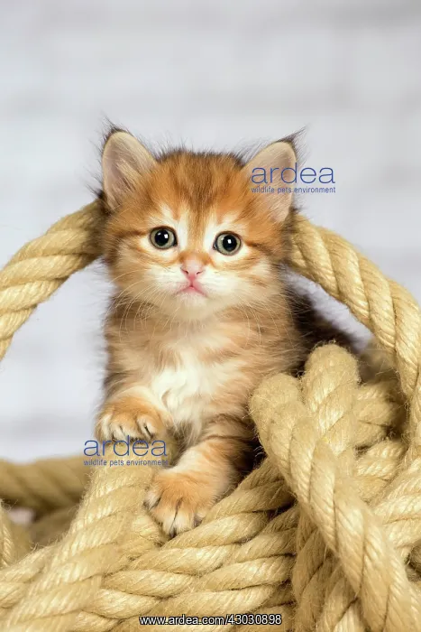  : Cat Siberian kitten with rope