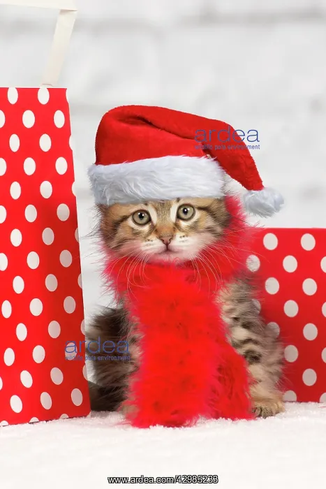  : Cat - Siberian kitten - with scarf and gift bags