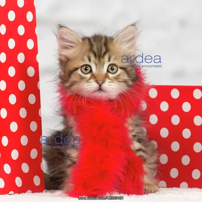 : Cat - Siberian kitten - with scarf and gift bags : Cat - Siberian kitten - with scarf and gift bags
