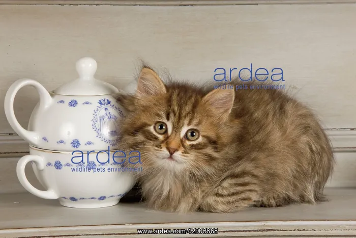  : Cat - Siberian Kitten - on shelf with tea cup