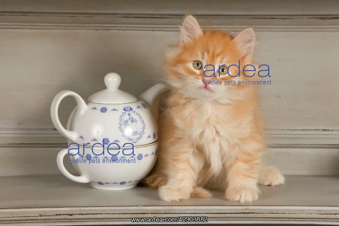  : Cat - Siberian Kitten on shelf with tea cup