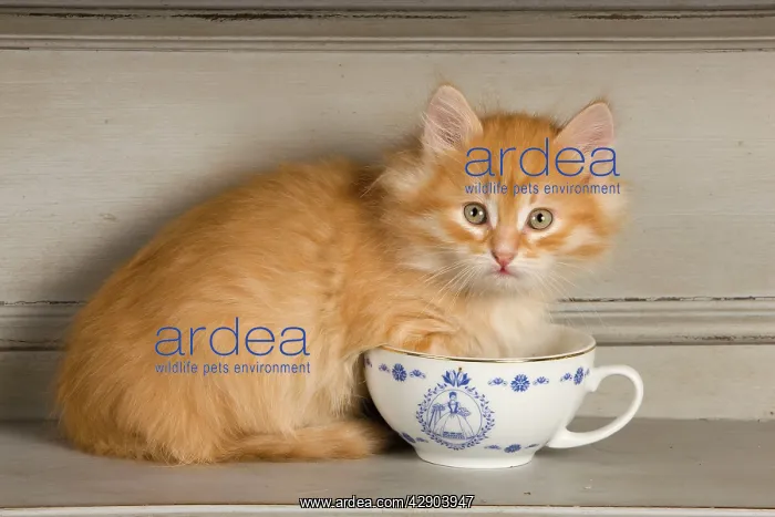  : Cat - Siberian Kitten on shelf with tea cup
