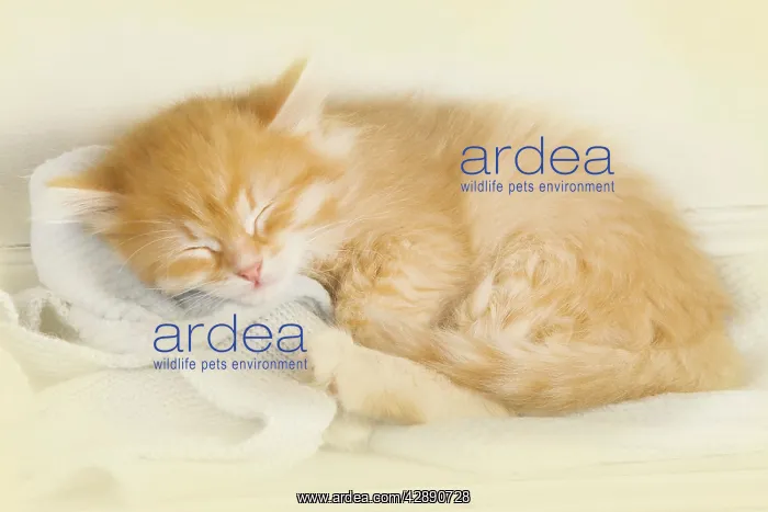 : Cat - Siberian kitten sleeping : Cat - Siberian kitten sleeping
