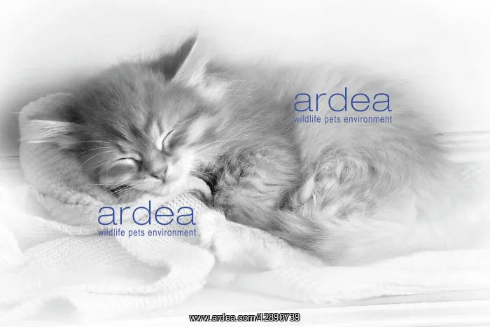 : Cat - Siberian kitten sleeping : Cat - Siberian kitten sleeping