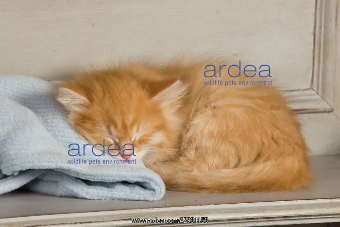 : Cat - Siberian Kitten - sleeping : Cat - Siberian Kitten - sleeping